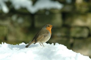 winter-wonderland_web1 winter-wonderland_web1