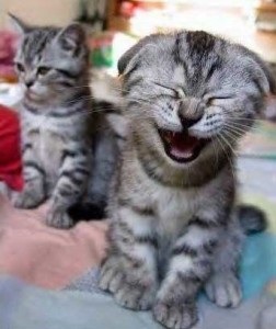 catlaugh catlaugh