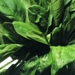 spinach spinach